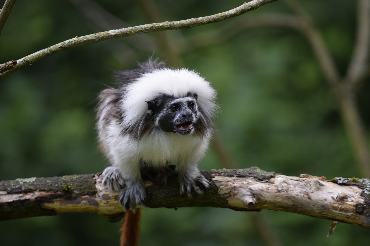 cottontop tamarin monkey wild animal free photo