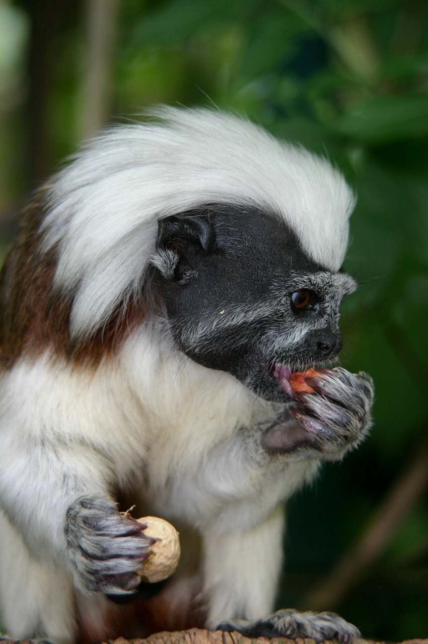 cottontop tamarin monkey animal free photo