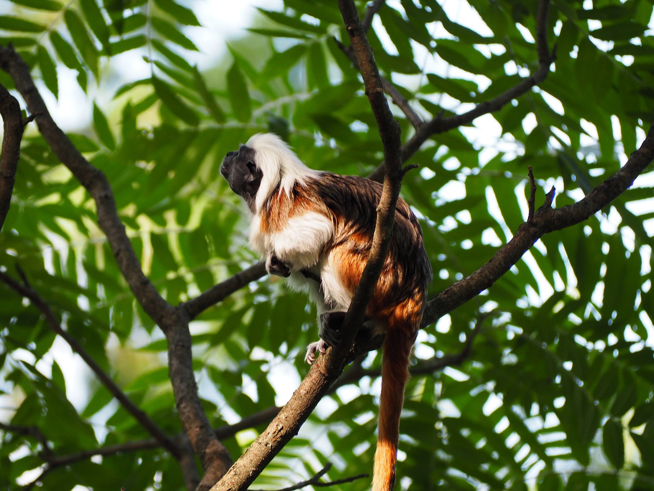 cottontop tamarin small monkey free photo