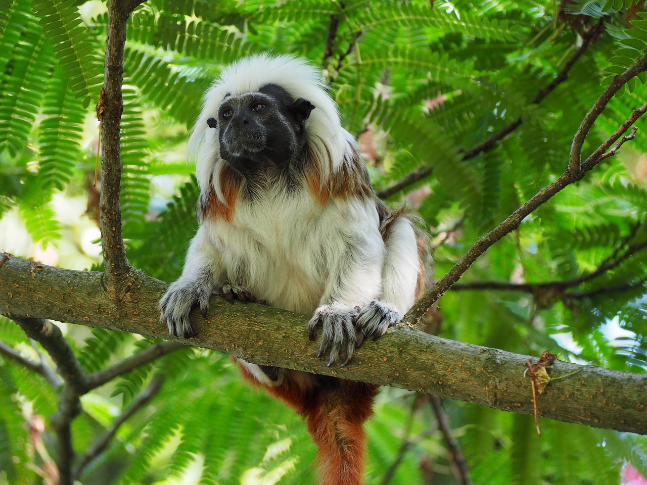 cottontop tamarin small monkey free photo