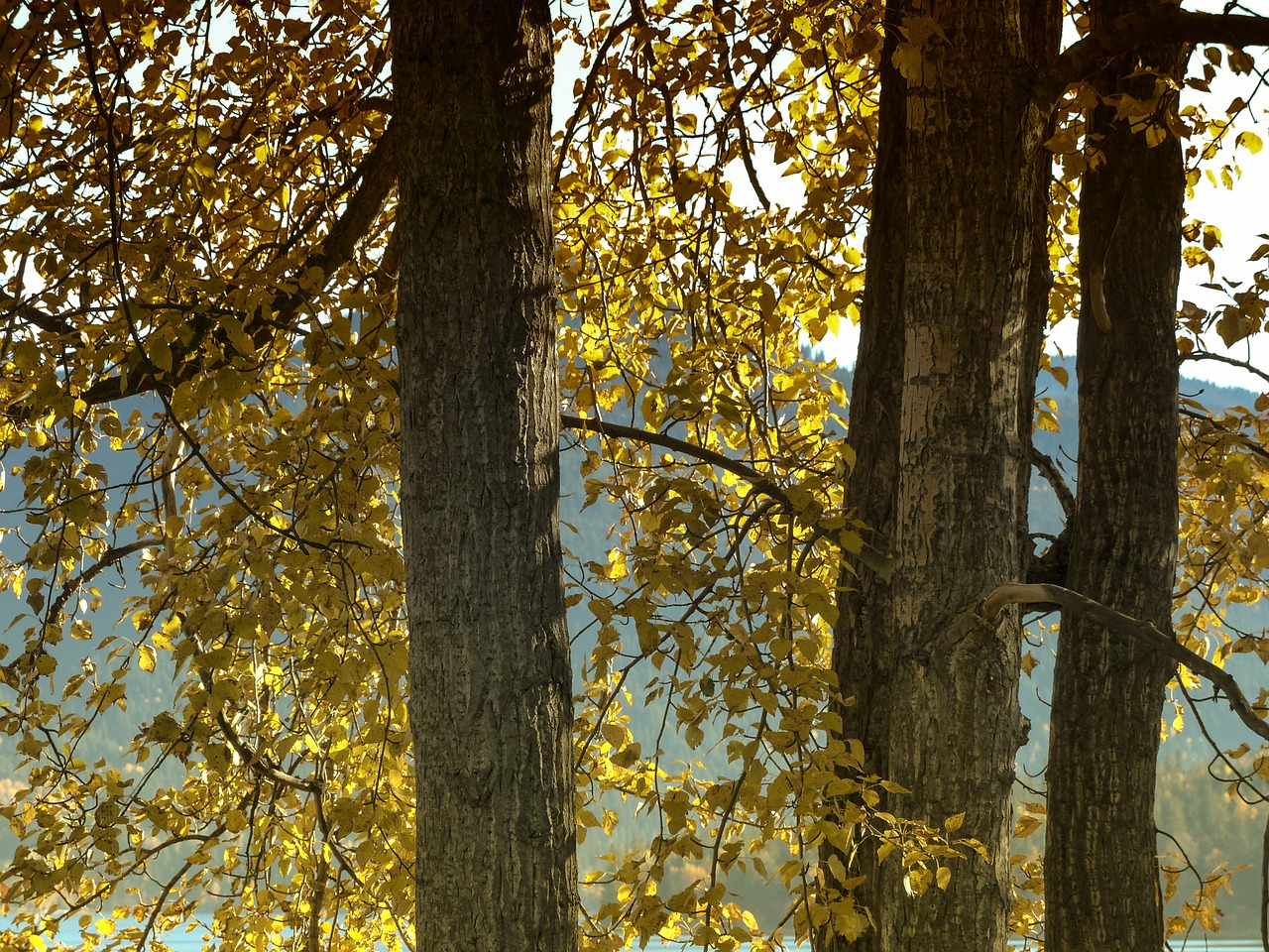 cottonwood tree yellow free photo