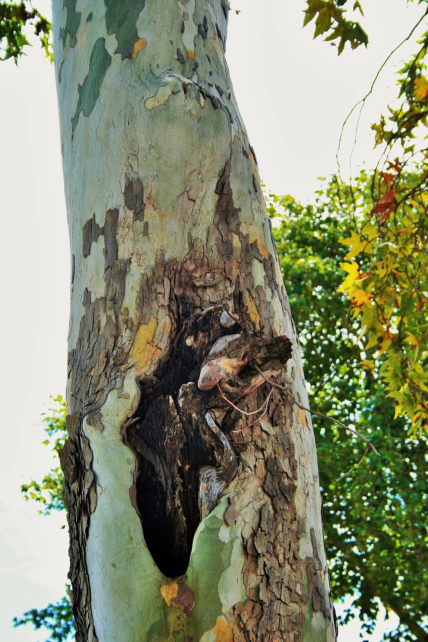cottonwood poplar bark free photo