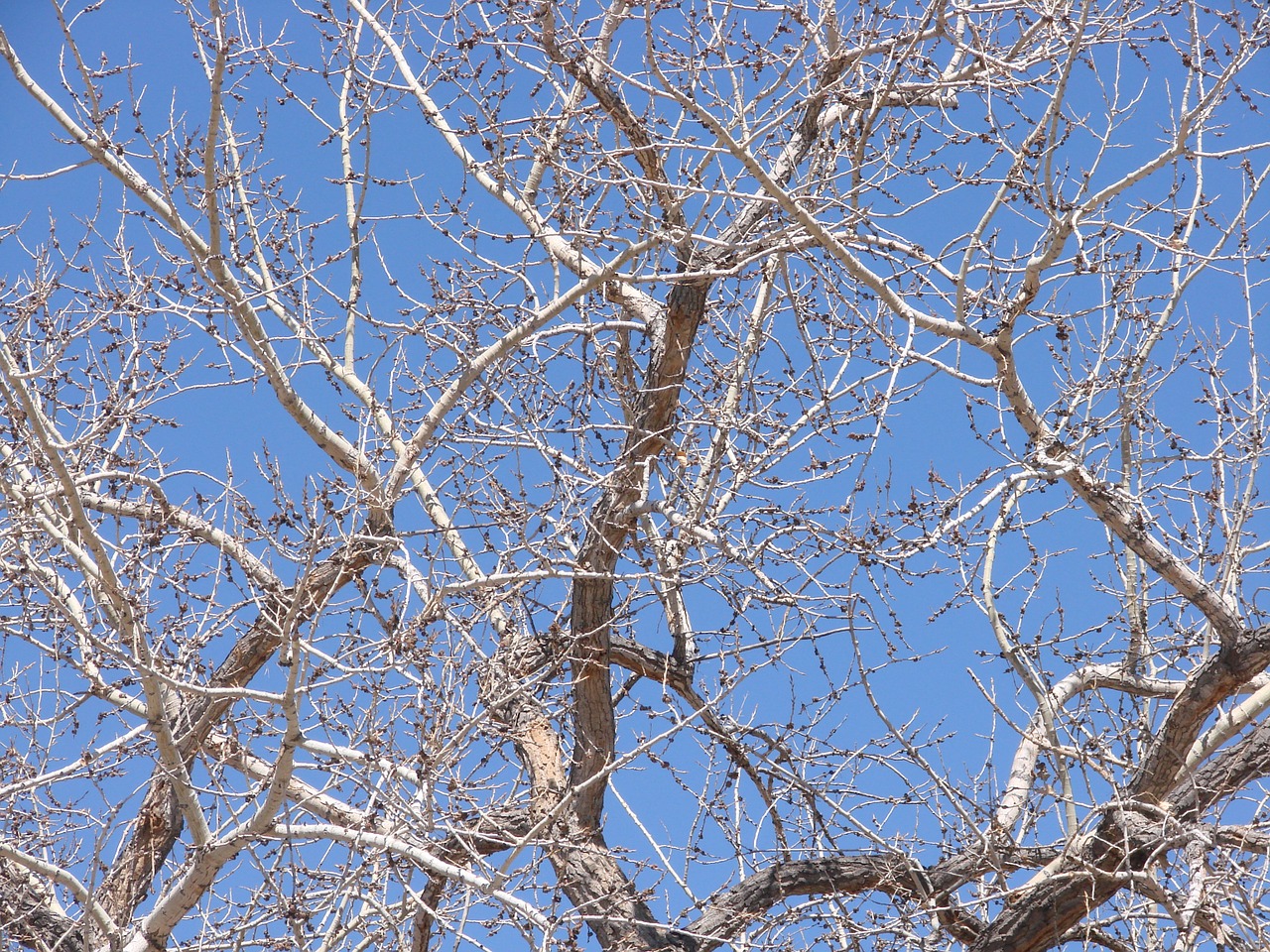 cottonwood tree spring free photo