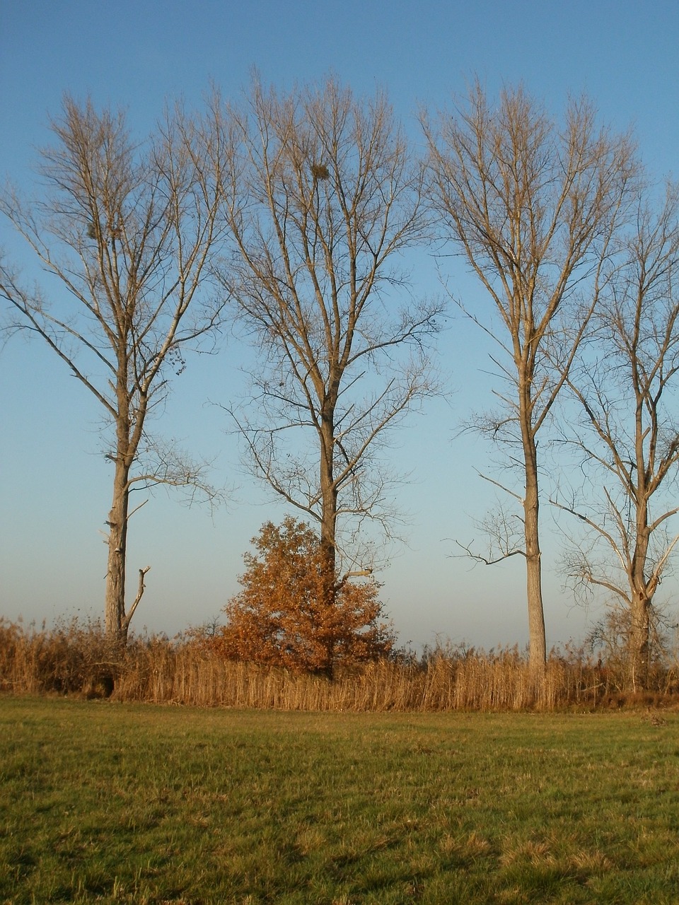 cottonwood poplar trees free photo