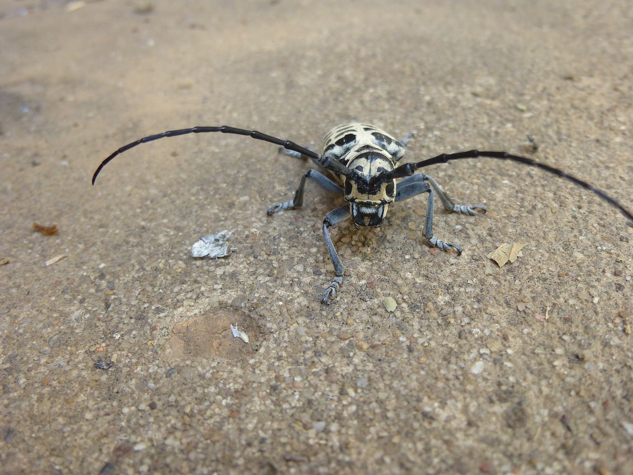 cottonwood borer insects insect free photo