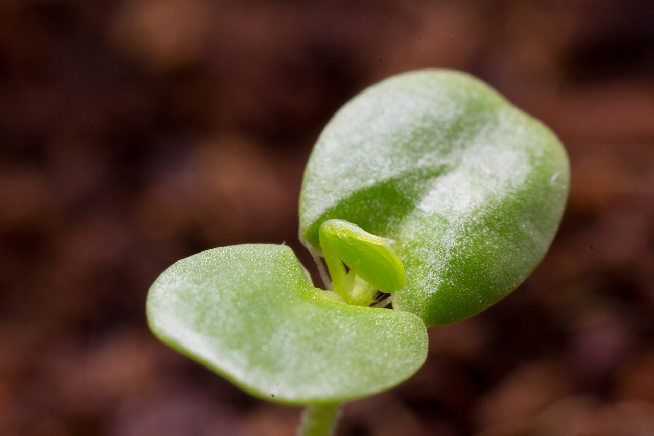 cotyledons germination seedling free photo