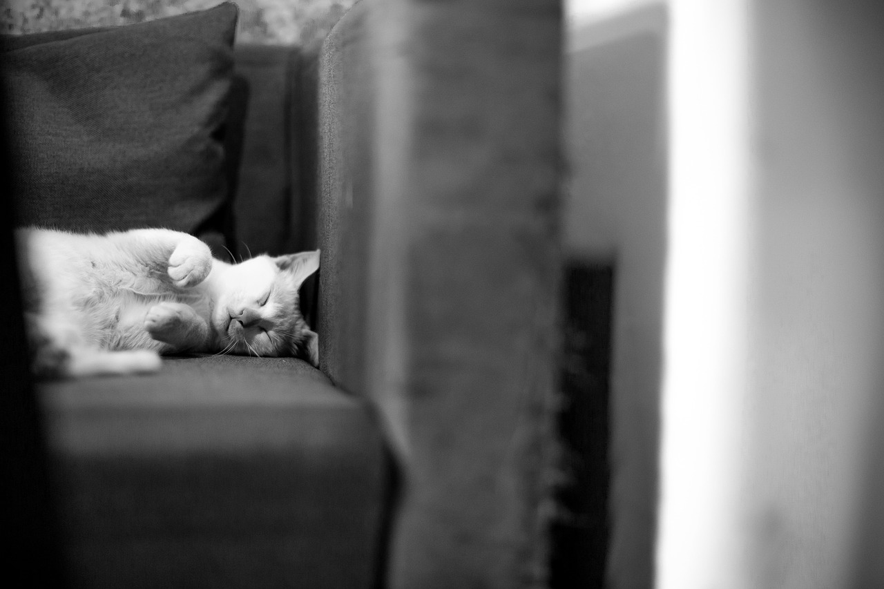 couch sofa cat free photo