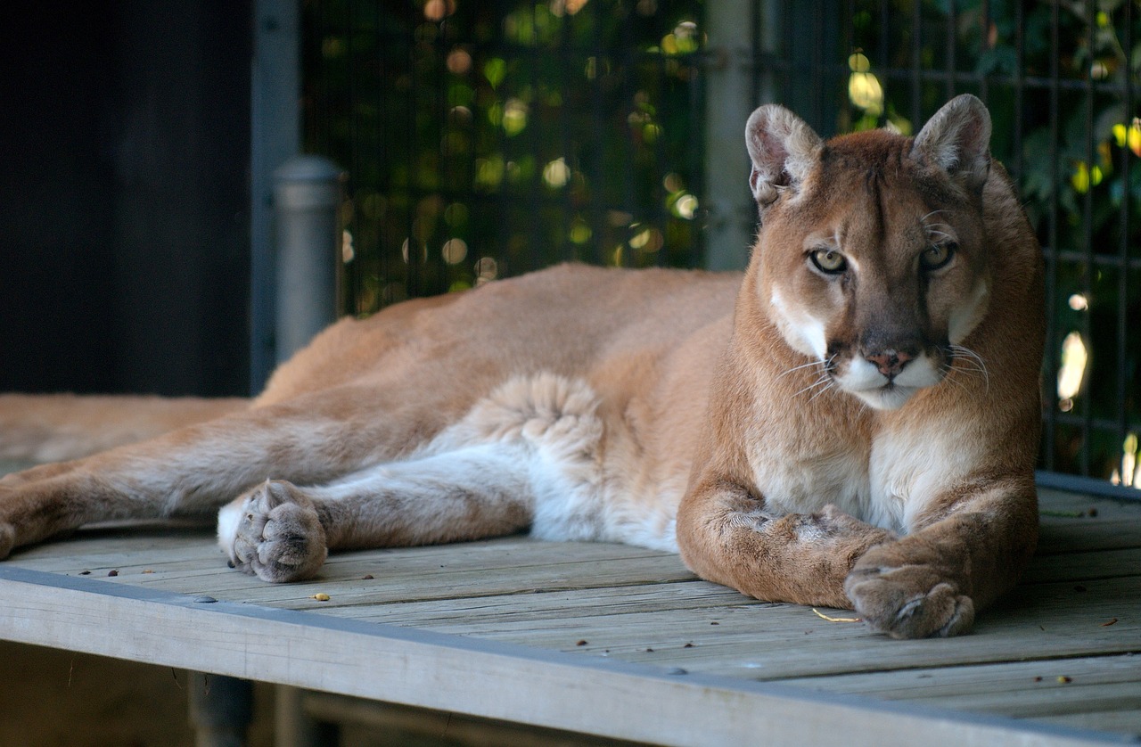 cougar puma mountain lion free photo