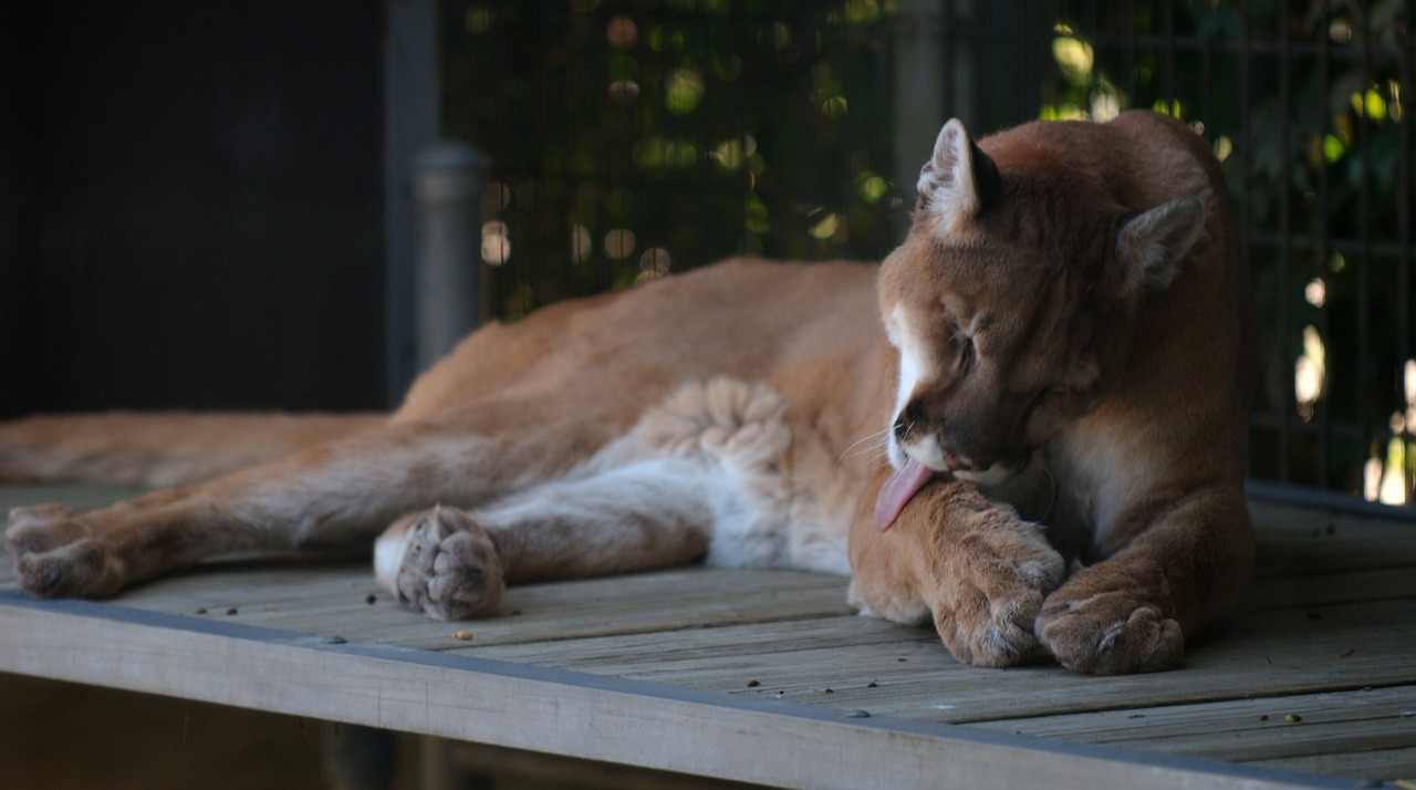 cougar puma mountain lion free photo