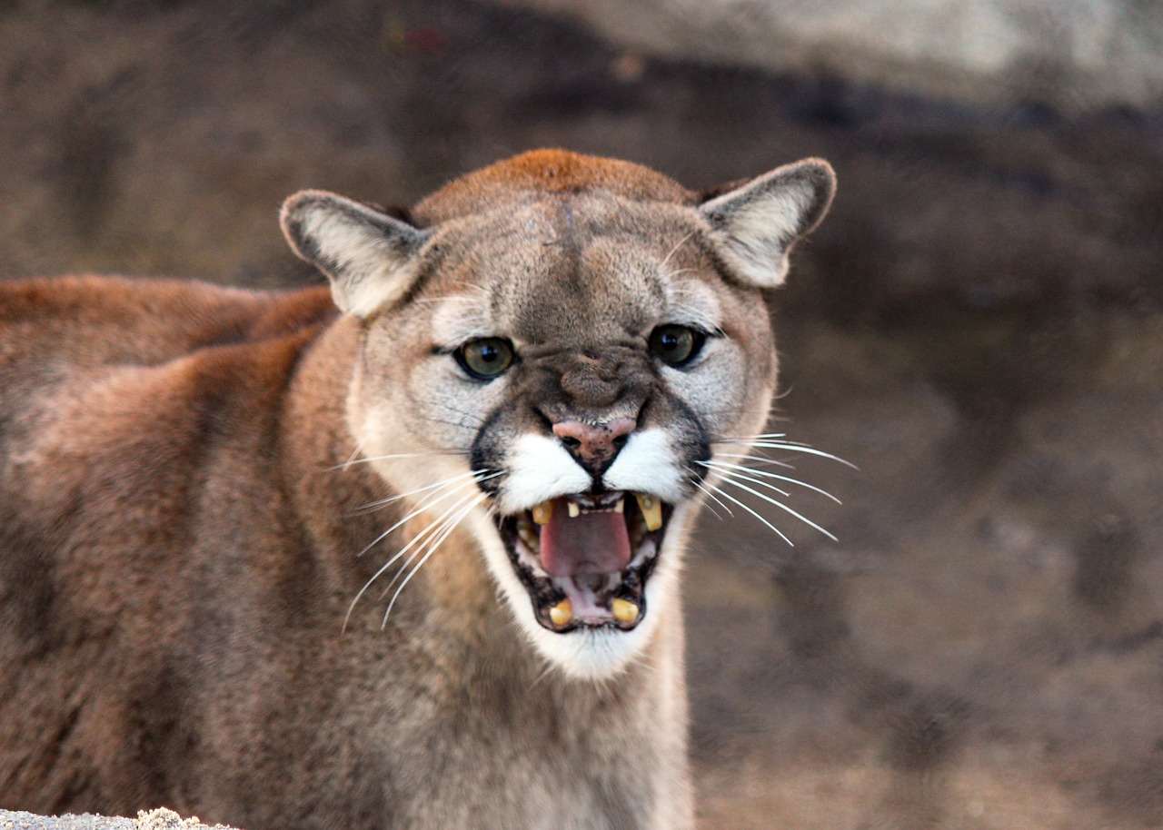 cougar cat wildlife free photo