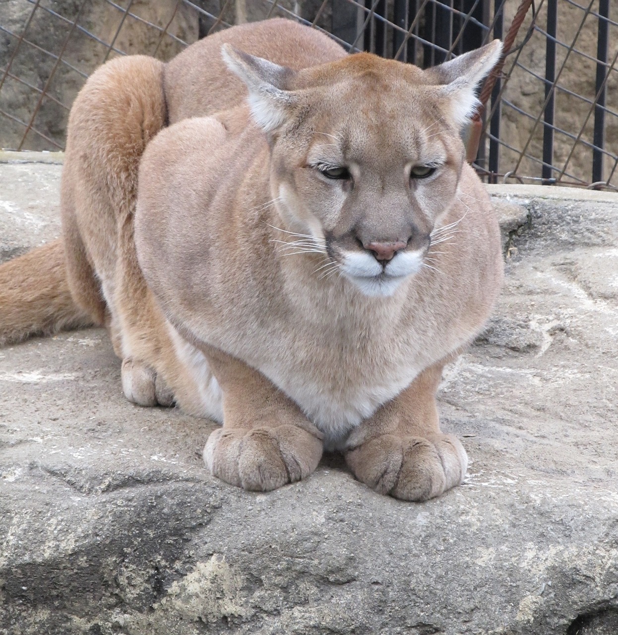 cougar puma mountain lion free photo