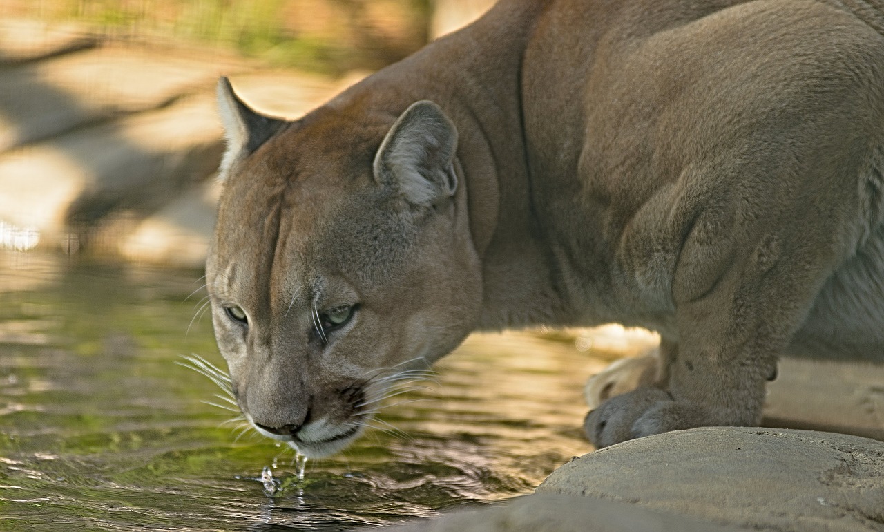 cougar drink water wild free photo