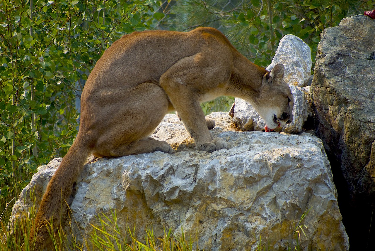 cougar cat puma free photo