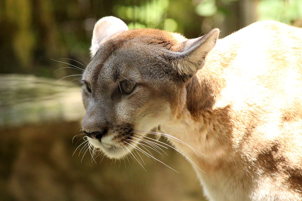 cougar  mountain lion  wildlife free photo