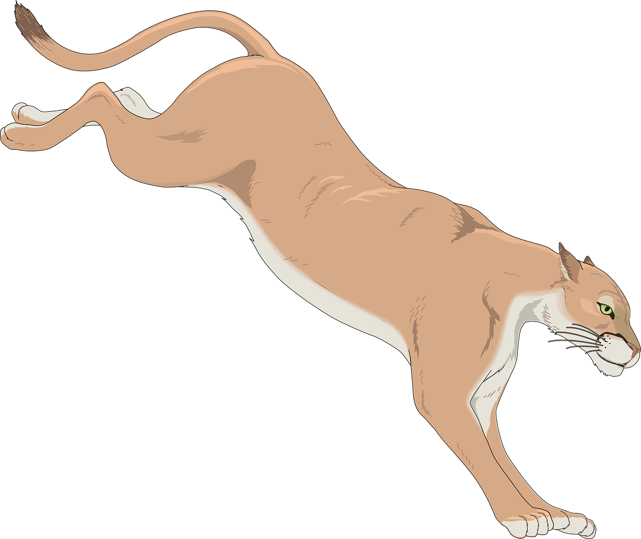 cougar,mountain,lion,dangerous,animal,tail,mammal,danger,free vector graphics,free pictures, free photos, free images, royalty free, free illustrations, public domain