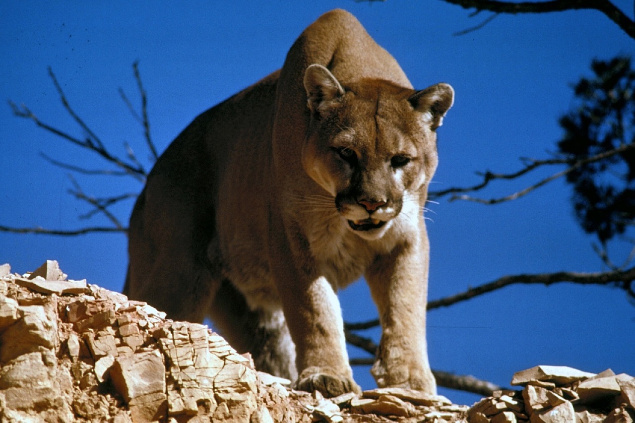 cougar puma mountain lion free photo