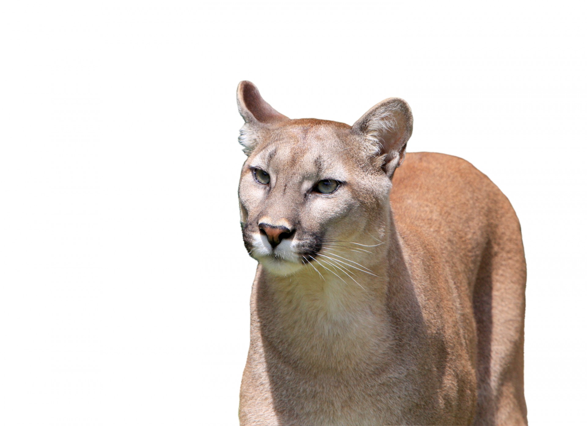 Download free photo of Cougar,puma,mountain lion,lion,panther - from  