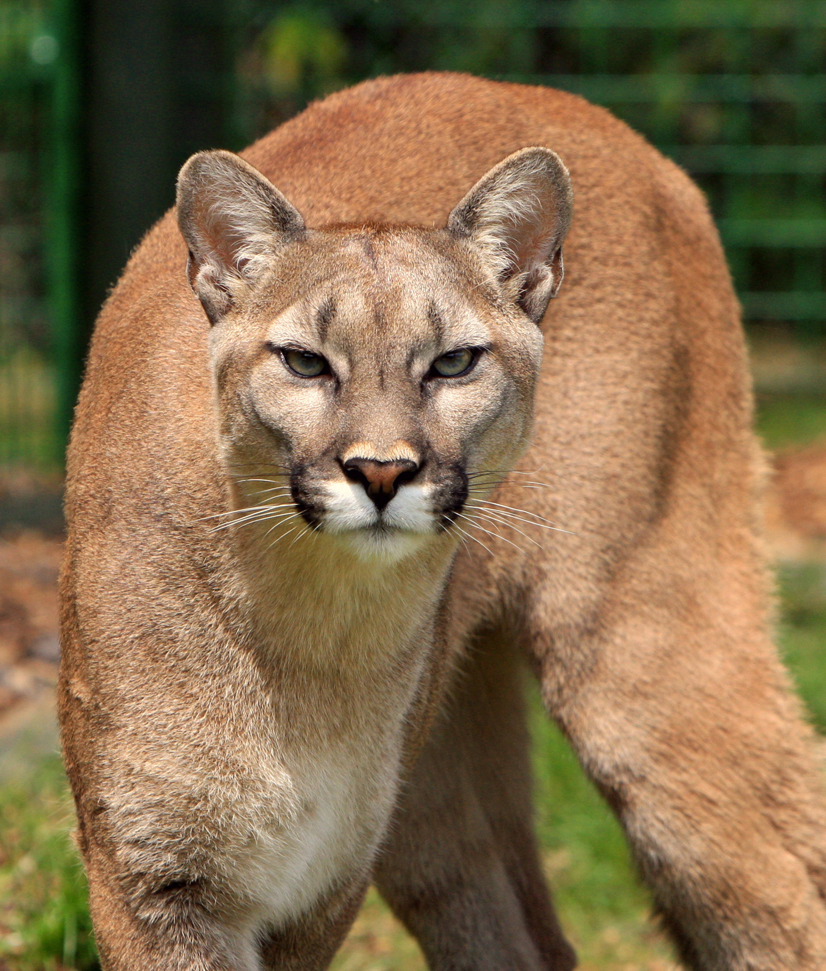 cougar mountain lion big cat free photo