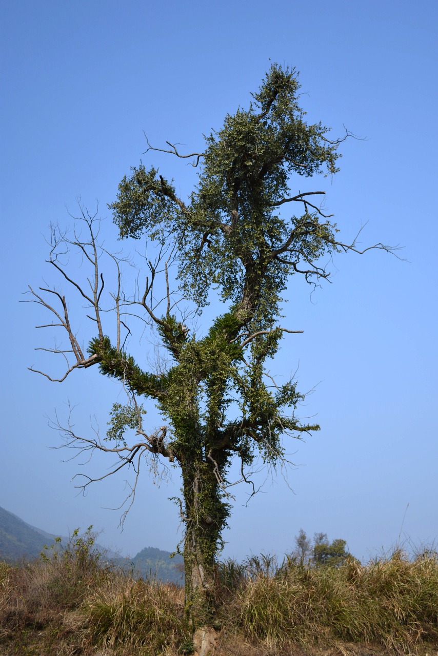 country trees blue sky free photo