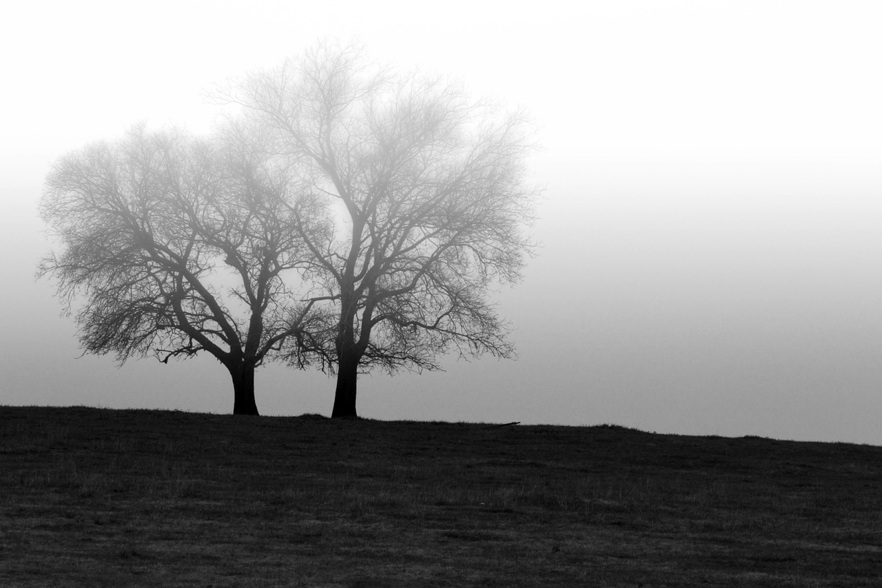 country tree fog free photo