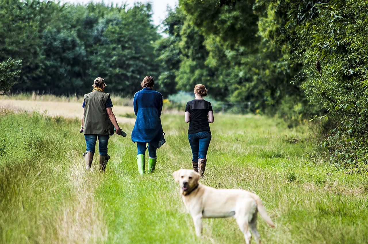 country field labrador free photo