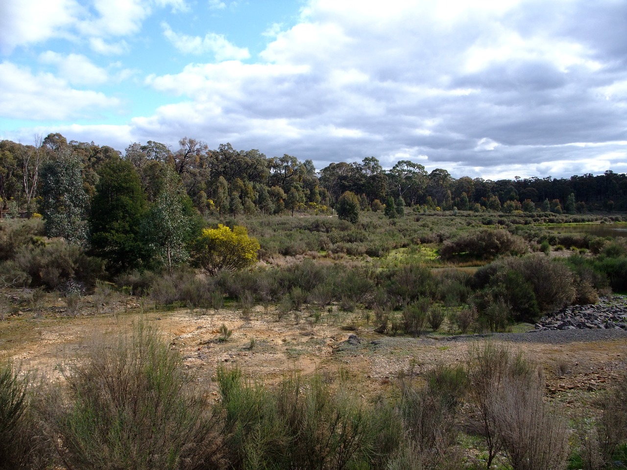 country bush plant free photo