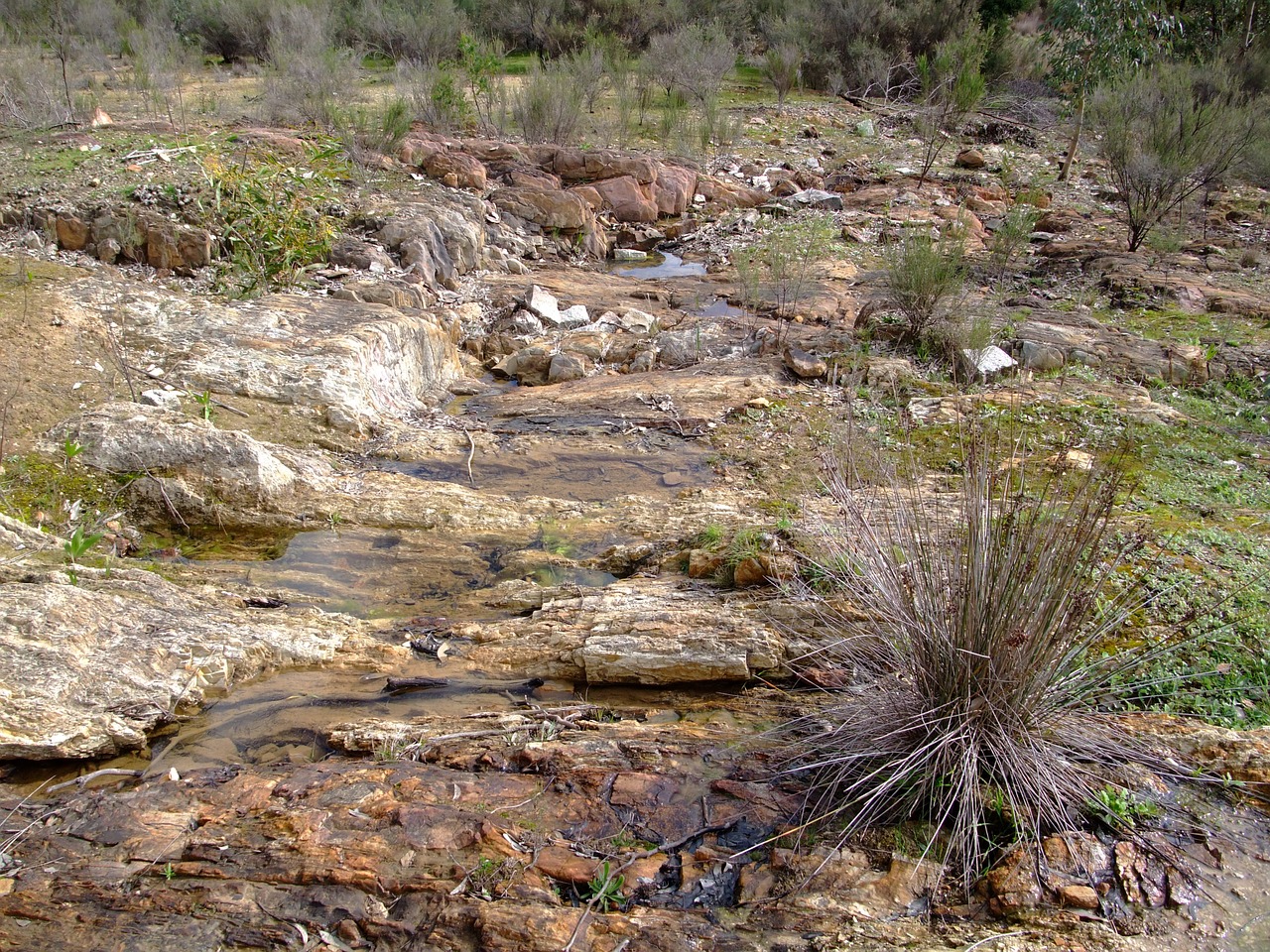 country bush plant free photo