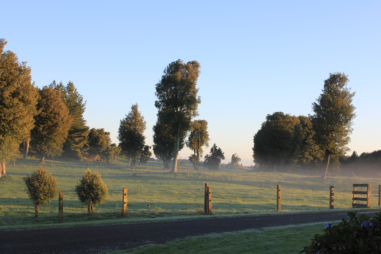 country paddock trees free photo