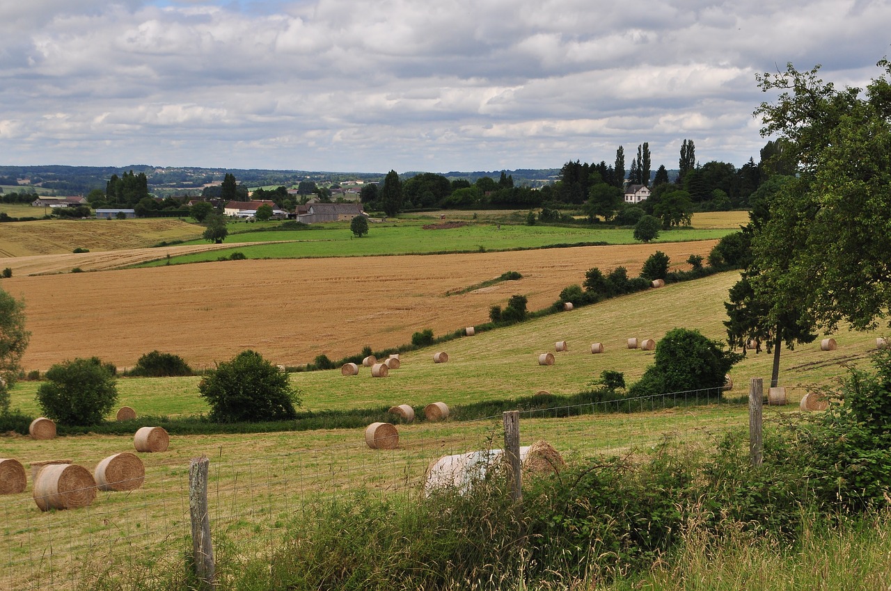 country grass fields free photo