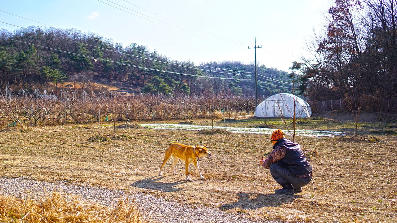 country dog man free photo