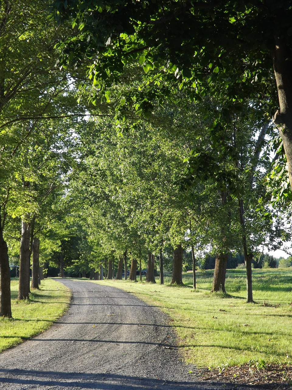 country lane sunset free photo