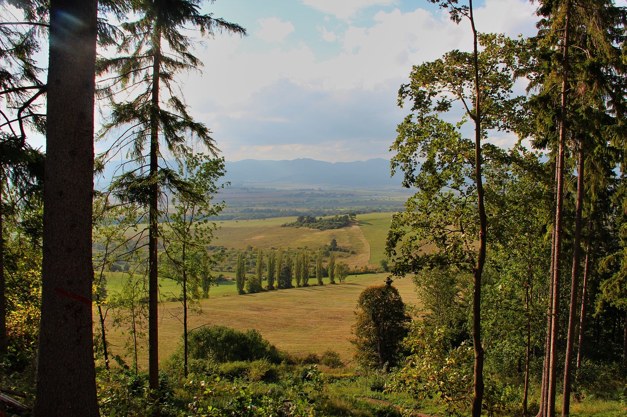 Country tree. Минимум стран лесом.