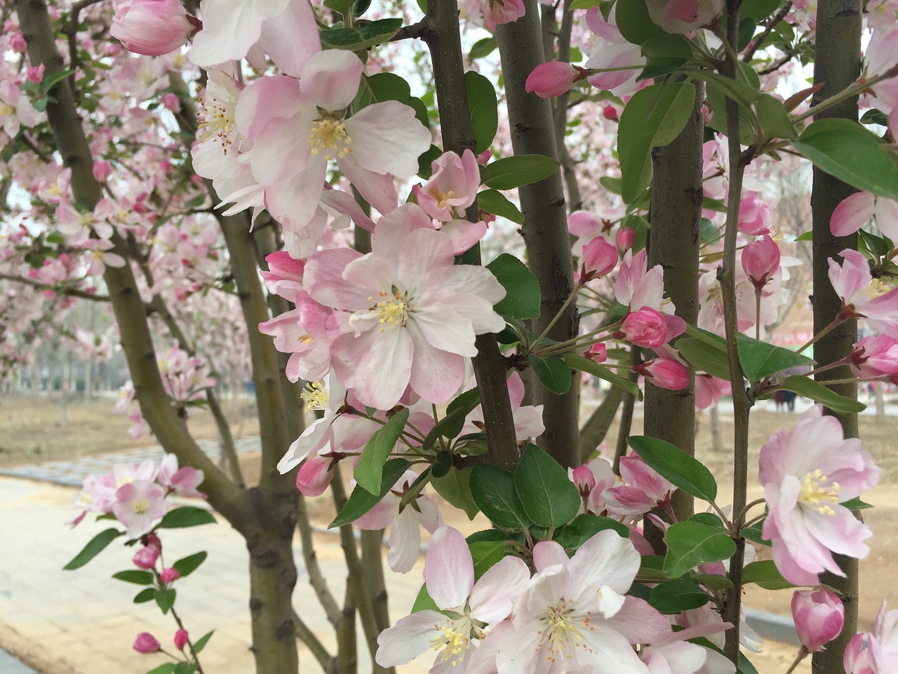 country peach blossom spring free photo