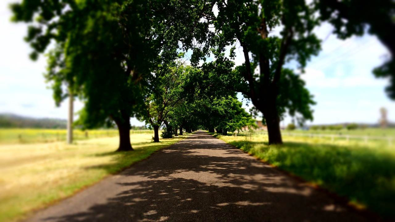 country road trees free photo