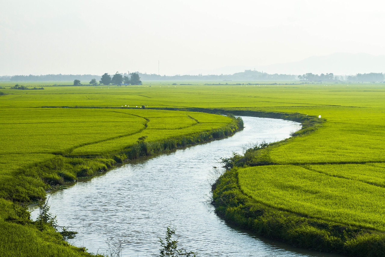 country nature rice free photo