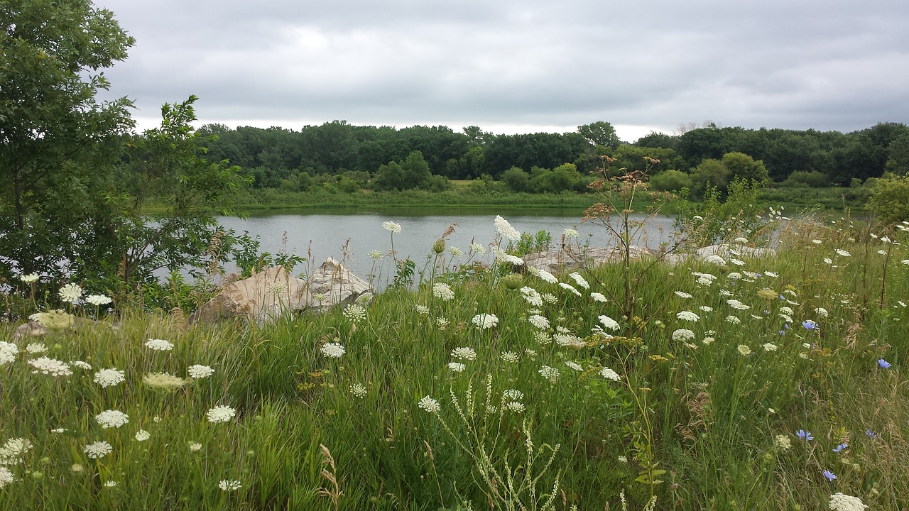 country lake wild flowers free photo