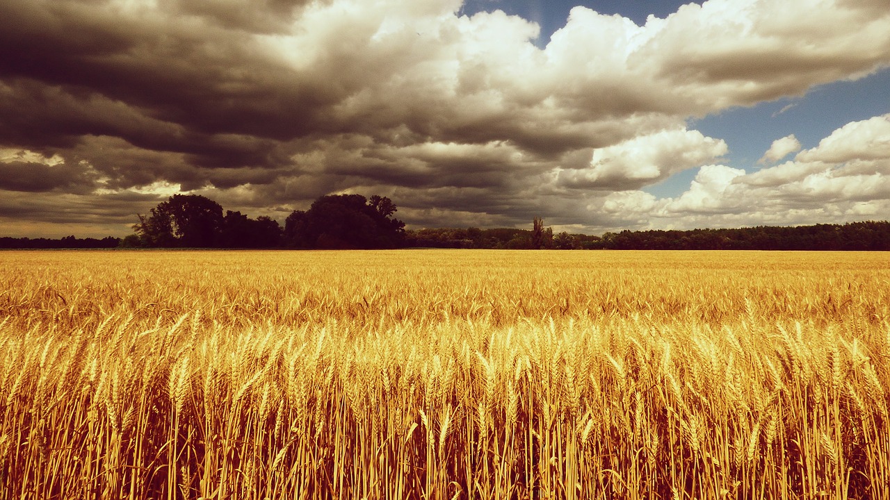 country field the grain free photo