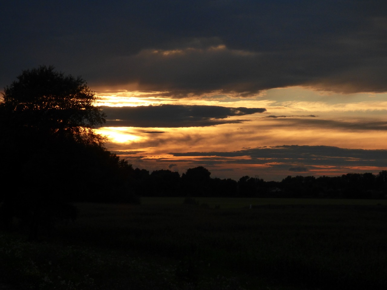 country nature tree free photo