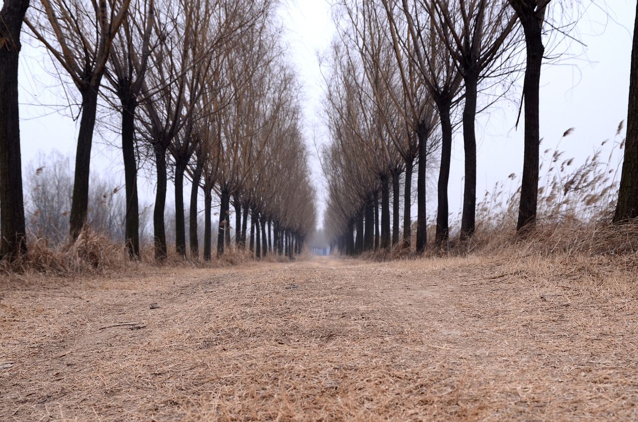 country road tree free photo