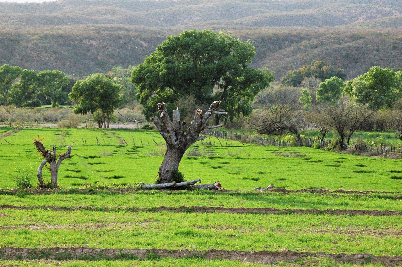 country landscape nature free photo