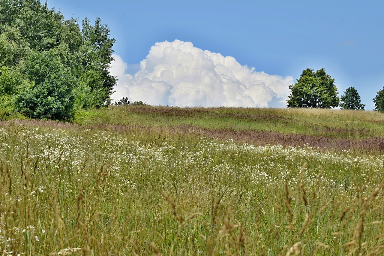 country  forest  meadow free photo