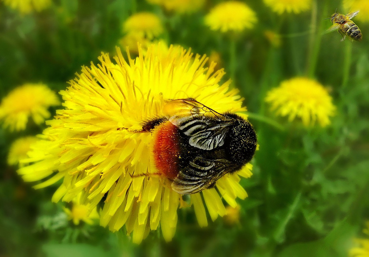 country  spring  dandelions free photo