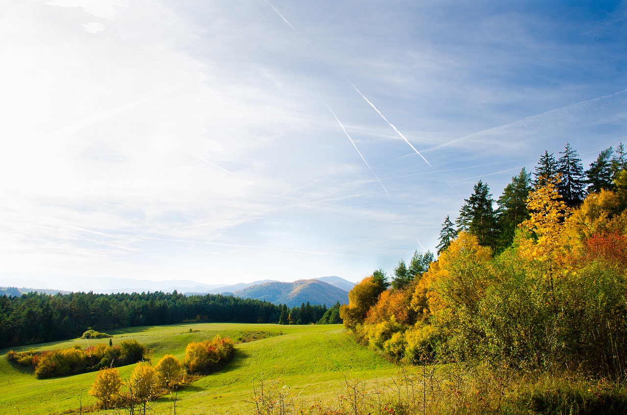 country  nature  trees free photo