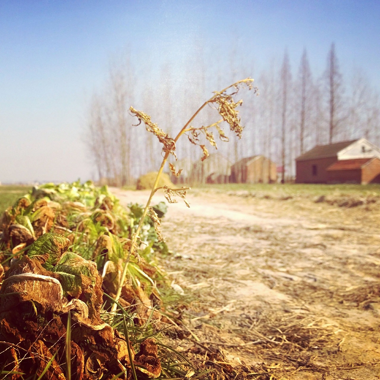 country the scenery plant free photo