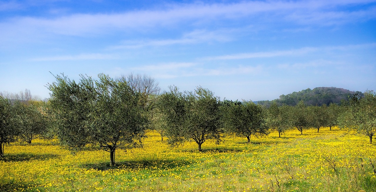 country spring olive trees free photo
