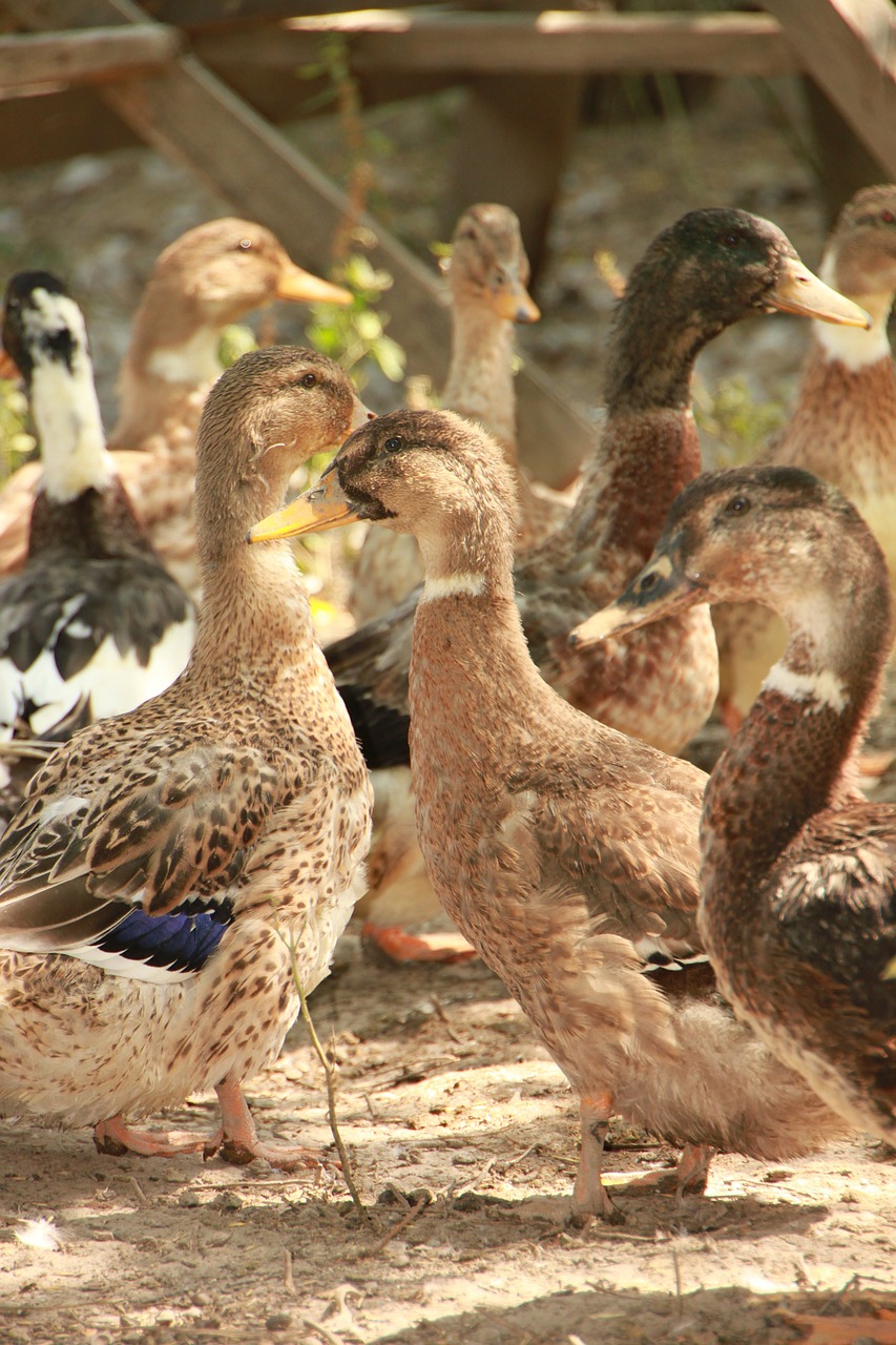 country ducks eco free photo