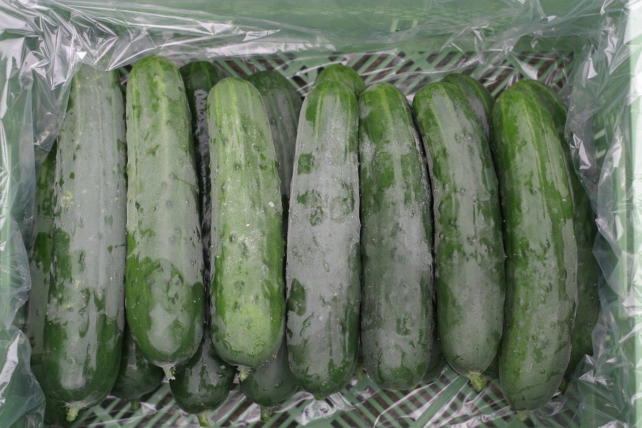 country cucumber cucumbers vegetables free photo