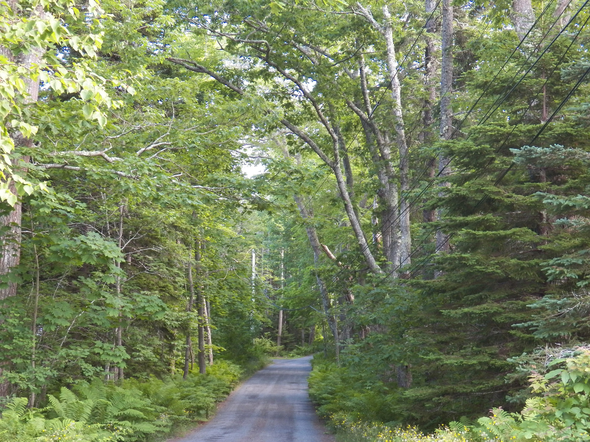 country driveway driveway yard free photo