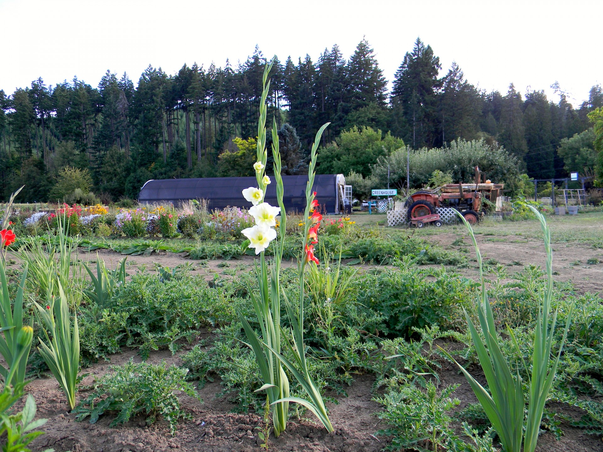 farm country flowers free photo