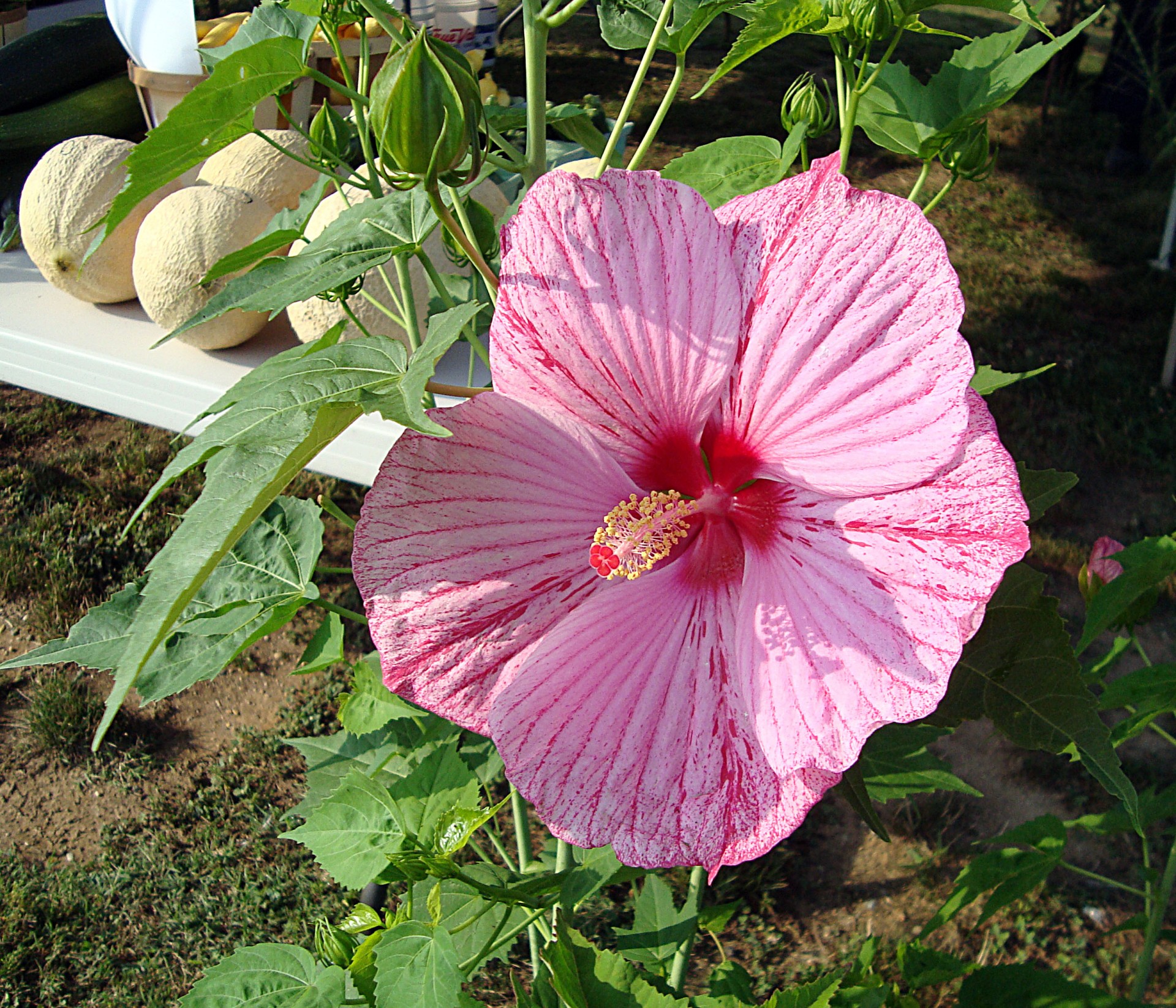country market pink hibiscus free photo